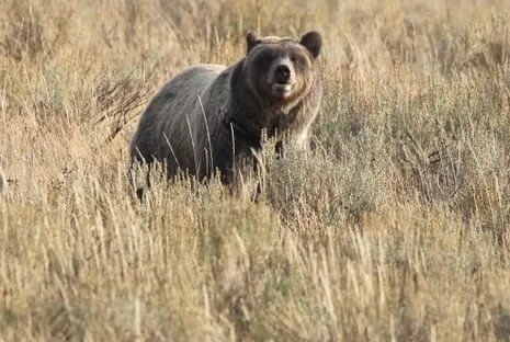 Backpacker Attacked by Grizzly in Yellowstone Transported to Hospital