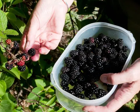 In Search Of: Tasty Baked Goods to Make Use Of a Glut of House-Made Jam