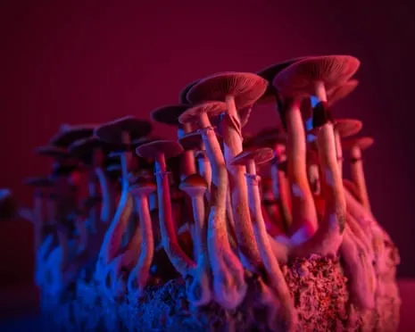 About Psychedelics by the Philosopher: An Intellectual Exploration into Psychedelics